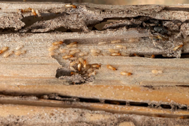 Best Local Pest Control Services  in Bayshore Gardens, FL